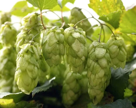 Build A Custom Brewing Corner: Cultivating Hops Proves to Be Simple and Rewarding