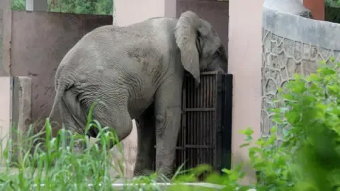 The Solitary Existence and Death of India’s Capital’s Sole African Elephant